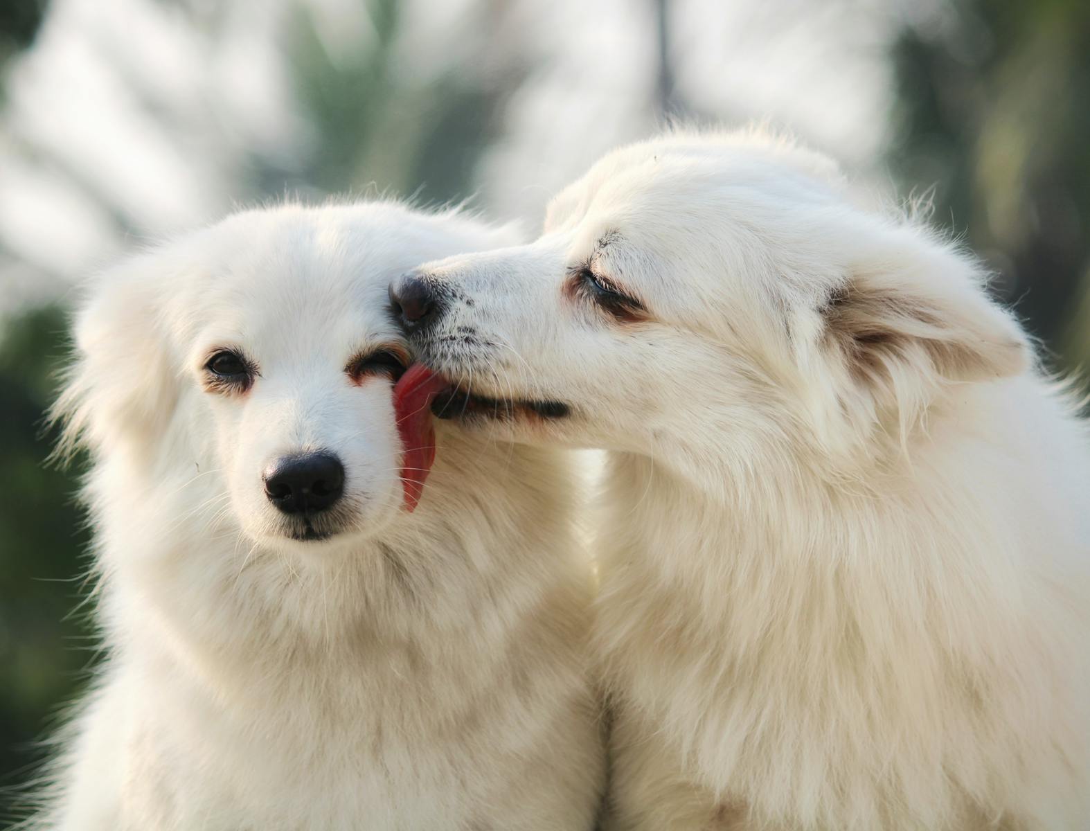 Treats for Happy Dogs