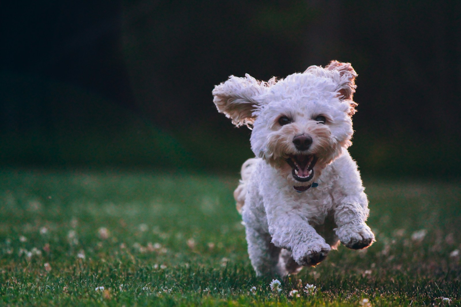 Pup Happy