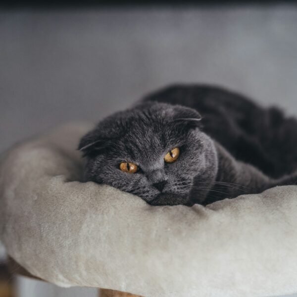 Common Cat Health Issues