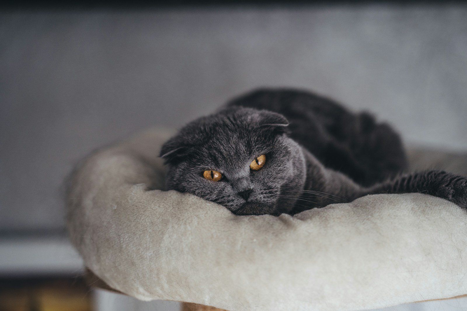 Common Cat Health Issues